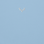 Light Blue Thread Hoodie