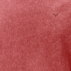 Red Garnet Husky Cotton T-Shirt